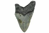 Fossil Megalodon Tooth - North Carolina #349356-2